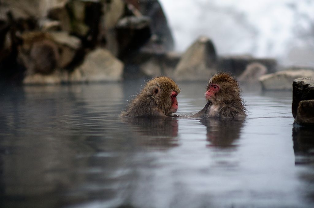 1024px-Japanese_Macaque_Fuscata_Image_355
