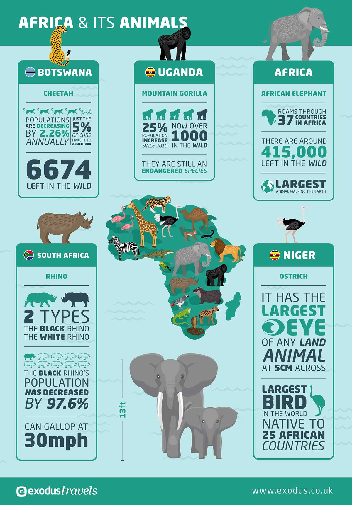 Gap Year Safari Infographic