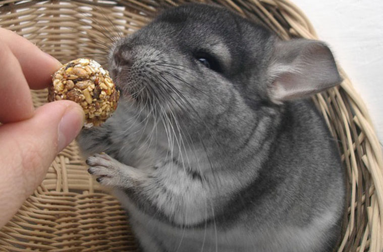 why chinchillas make great first pets