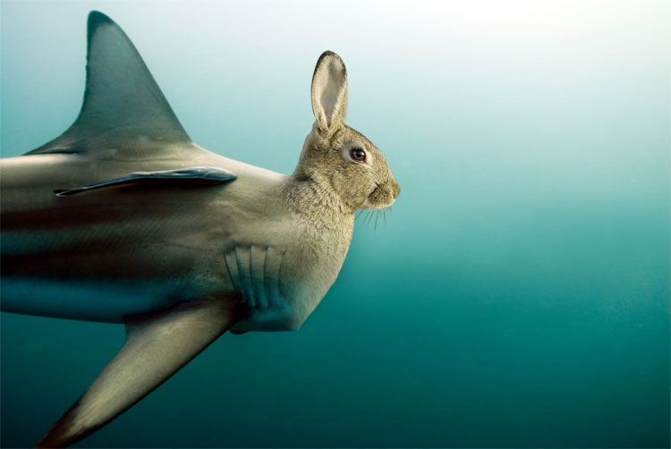 Акула олень. Кроличья акула. Пернатая акула. Акула заяц. Подводный заяц.