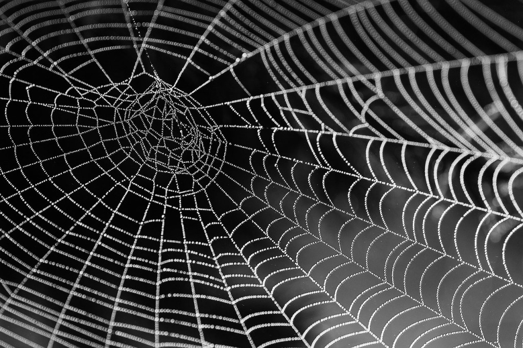 Spiders-Web