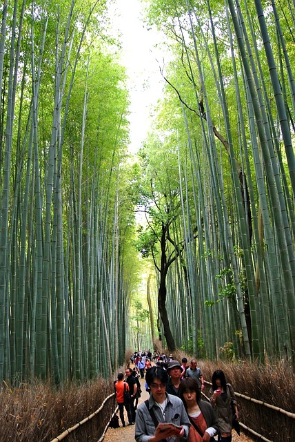 bamboo-forest-547293_640