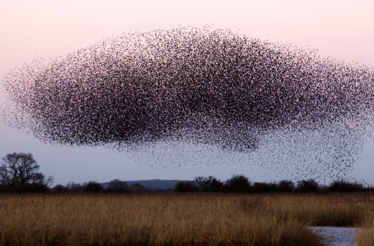 SwarmHack '22 tackles swarm robotics inspired by nature