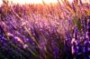 lavender plant lavender products