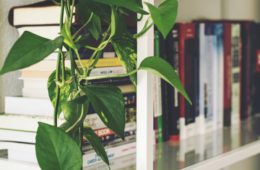 improve the lighting | homely house plants