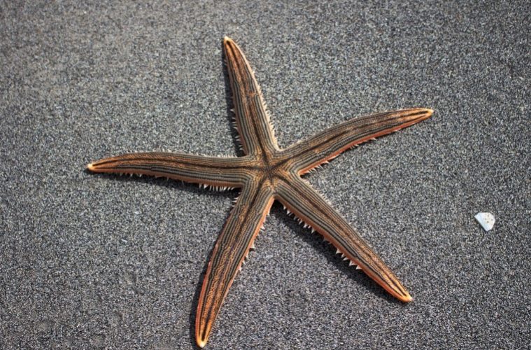 Starfish Sea Life